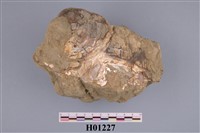 藏品(貝類化石(二枚貝))的圖片